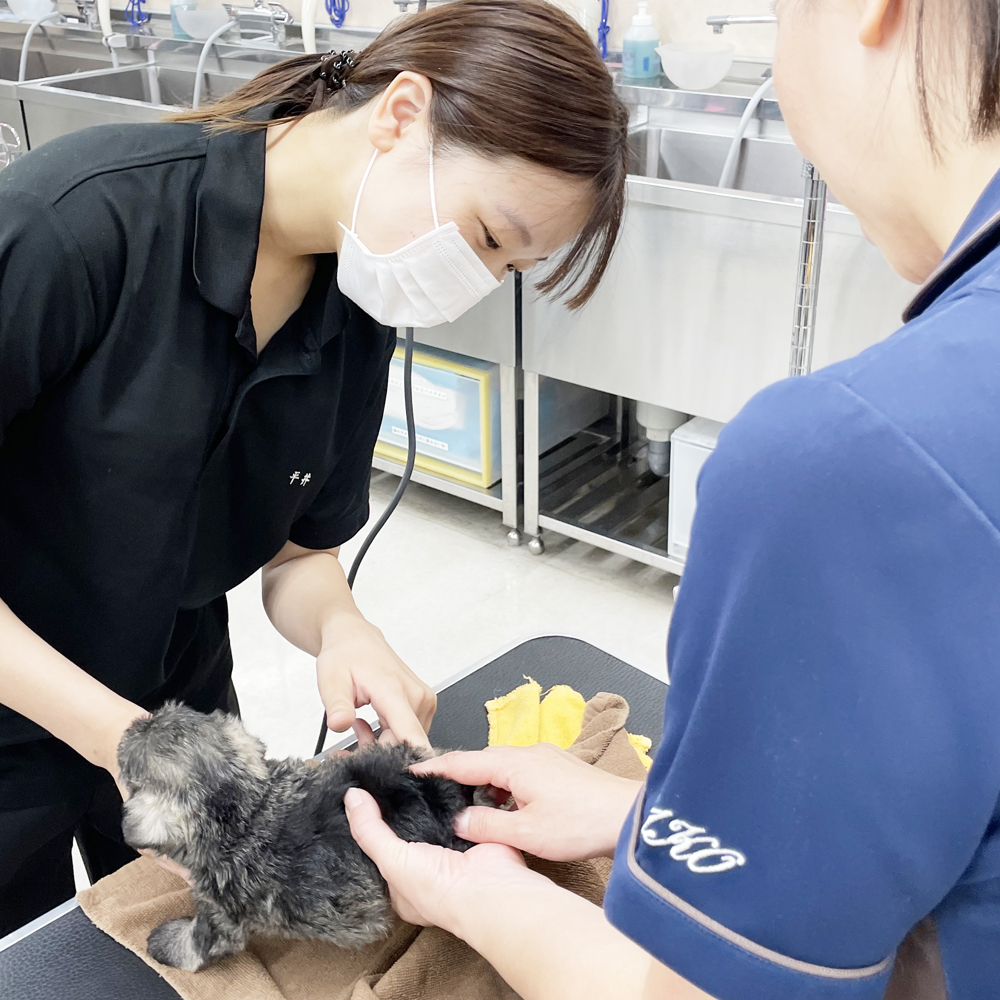 子犬のケアトリミング♪